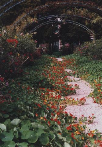 nasturtiums at Giverny