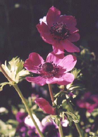 Anemone a Giverny