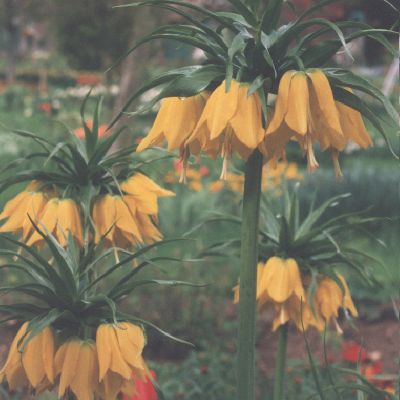 fritillaries at Giverny