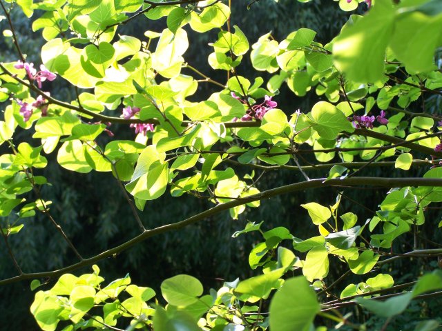 arbre de judee at Giverny