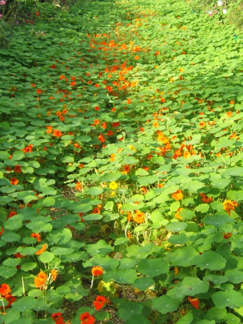 nasturtiums at Giverny