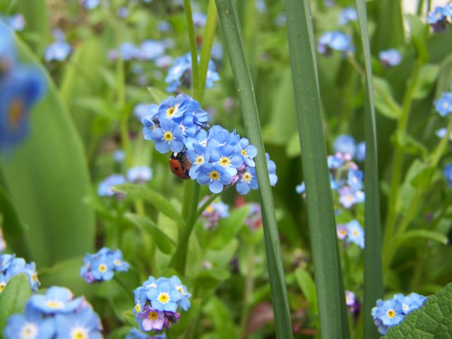 Giverny Forget me not