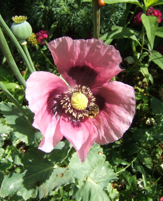 Poppy Giverny 