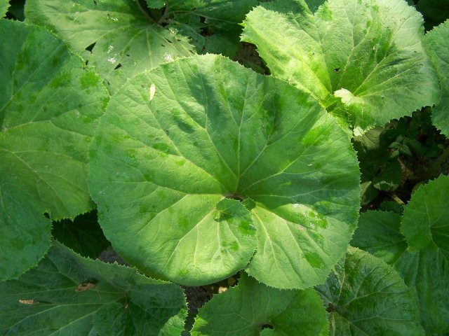 petasite giverny