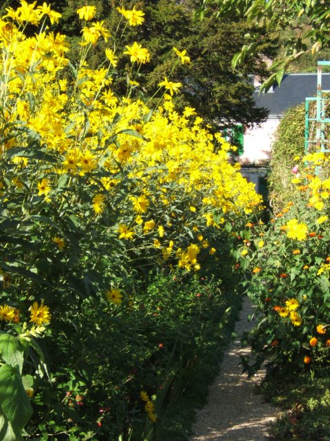 rudbekia at Giverny