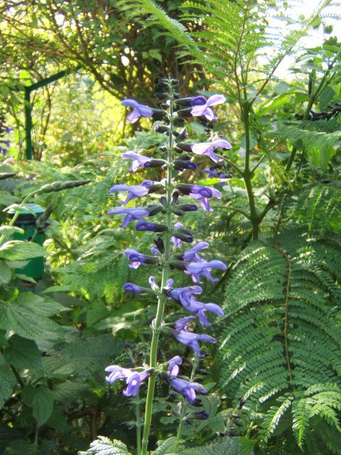 salvia at Giverny