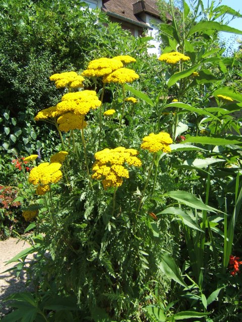 Tansy Giverny 