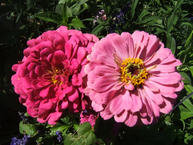 zinnia Giverny