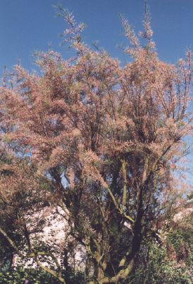 Tamaris at Giverny