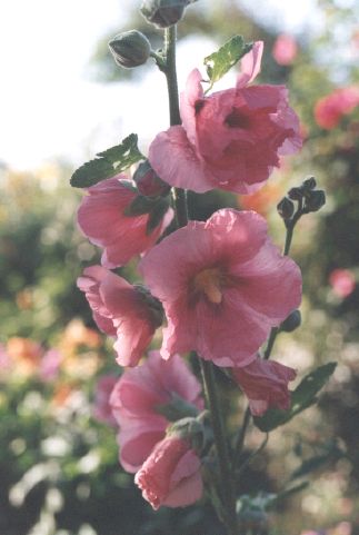 hollyhocks at Giverny